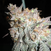 The Black Regular (BC Bud Depot Seeds) Cannabis Seeds