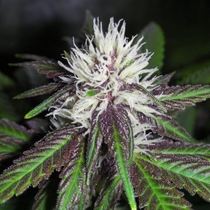 The Purps (BC Bud Depot Seeds) Cannabis Seeds