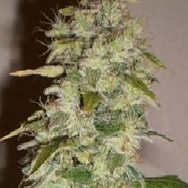 Truly Fruity (BC Bud Depot) Cannabis Seeds