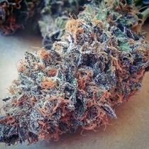 Ultimate Purple (BC Bud Depot Seeds) Cannabis Seeds