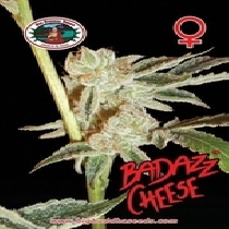 Badazz Cheese (Big Buddha Seeds) Cannabis Seeds