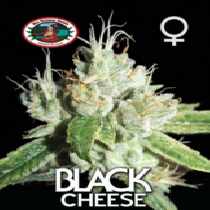Black Cheese (Big Buddha Seeds) Cannabis Seeds