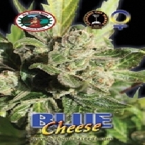 Blue Cheese Automatic (Big Buddha Seeds) Cannabis Seeds