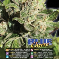Blue Cheese (Big Buddha Seeds) Cannabis Seeds