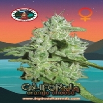 California Orange Cheese (Big Buddha Seeds) Cannabis Seeds