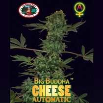 Cheese Automatic (Big Buddha Seeds) Cannabis Seeds