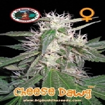 Cheese Dawg (Big Buddha Seeds) Cannabis Seeds