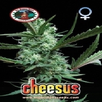 Cheesus (Big Buddha Seeds) Cannabis Seeds
