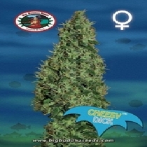 Cheesy Dick (Big Buddha Seeds) Cannabis Seeds