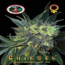 Chiesel (Big Buddha Seeds) Cannabis Seeds