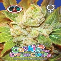 Cookies and Cream Cheese (Big Buddha Seeds) Cannabis Seeds