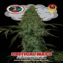 Critical Mass Automatic (Big Buddha Seeds) Cannabis Seeds