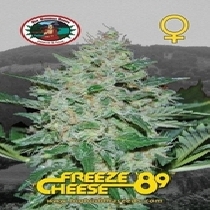 Freeze Cheese 89 (Big Buddha Seeds) Cannabis Seeds