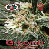 G Bomb (Big Buddha Seeds) Cannabis Seeds