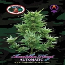 Buddha Haze Automatic (Big Buddha Seeds) Cannabis Seeds