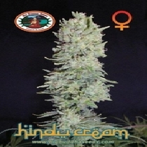 Hindu Cream (Big Buddha Seeds) Cannabis Seeds
