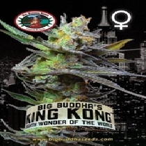 King Kong (Big Buddha Seeds) Cannabis Seeds