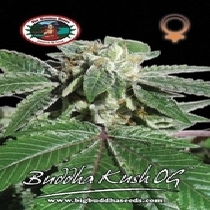 Kush OG (Big Buddha Seeds) Cannabis Seeds