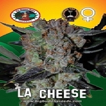 LA Cheese (Big Buddha Seeds) Cannabis Seeds