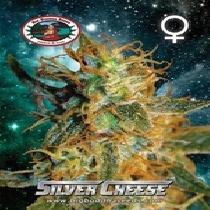 Silver Cheese (Big Buddha Seeds) Cannabis Seeds