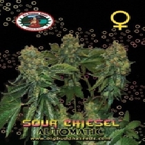 Sour Chiesel Auto (Big Buddha Seeds) Cannabis Seeds
