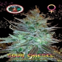 Sour Chiesel (Big Buddha Seeds) Cannabis Seeds