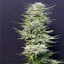 Big Freeze (Big Head Seeds) Cannabis Seeds