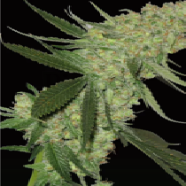 Big Stilton Auto (Big Head Seeds) Cannabis Seeds