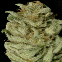 Bruce Banner #3 (Big Head Seeds) Cannabis Seeds