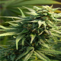 Bud N Smiles (Big Head Seeds) Cannabis Seeds