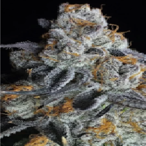 Crystal Gelato (Big Head Seeds) Cannabis Seeds