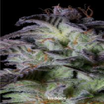 Dogstar Dawg (Big Head Seeds) Cannabis Seeds