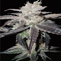 Freeze Berry Auto (Big Head Seeds) Cannabis Seeds