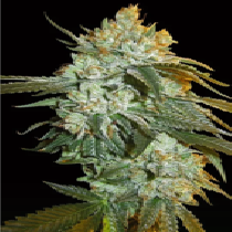 Head Stash Auto (Big Head Seeds) Cannabis Seeds