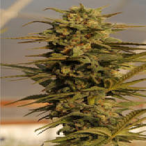 Julie's Cookies Auto (Big Head Seeds) Cannabis Seeds