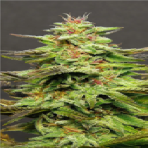 Julies Cookies (Big Head Seeds) Cannabis Seeds