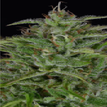 Sherbert Dab (Big Head Seeds) Cannabis Seeds