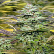 THC Pro (Big Head Seeds) Cannabis Seeds