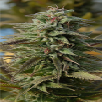 Trippy Gorilla Auto (Big Head Seeds) Cannabis Seeds