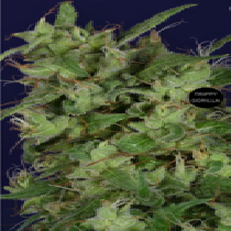 Trippy Gorilla (Big Head Seeds) Cannabis Seeds