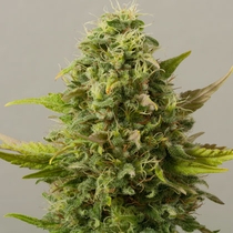 Auto Critical Ryder (Black Skull Seeds) Cannabis Seeds