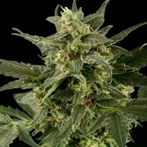 Auto Pineapple Gum (Black Skull Seeds) Cannabis Seeds