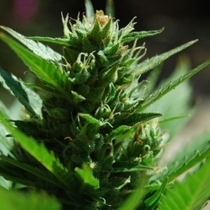 Auto Skull Ryder (Black Skull Seeds) Cannabis Seeds