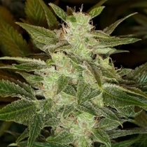 Auto Speed Haze (Black Skull Seeds) Cannabis Seeds