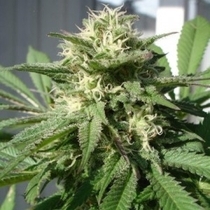 Bubble Bud (Black Skull Seeds) Cannabis Seeds