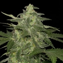 Diesel-Matic (Black Skull Seeds) Cannabis Seeds