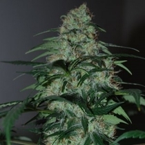 Five-O (Black Skull Seeds) Cannabis Seeds