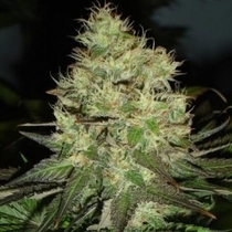 Jack Herer (Black Skull Seeds) Cannabis Seeds