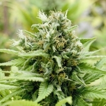 Jack-Matic (Black Skull Seeds) Cannabis Seeds