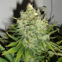 Pepperjack Haze (Black Skull Seeds) Cannabis Seeds